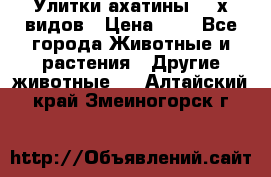 Улитки ахатины  2-х видов › Цена ­ 0 - Все города Животные и растения » Другие животные   . Алтайский край,Змеиногорск г.